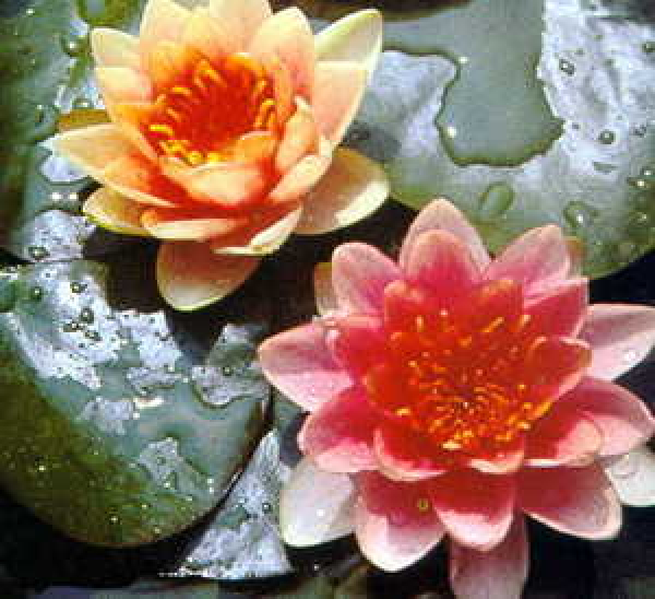 2er Set verschiedene Seerosen